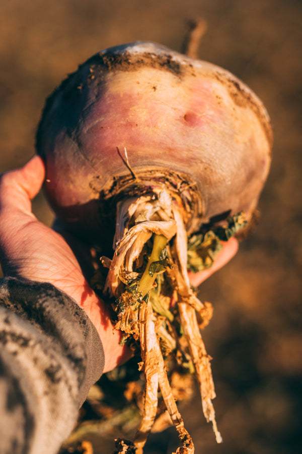 Spring Food Plots: 3 Seeds You Should Be Planting Now for Your Best Whitetail Season in 2025