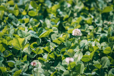 Spring Food Plot Strategies to Attract Big Bucks This Fall