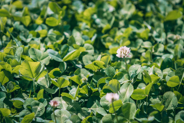 Spring Food Plot Strategies to Attract Big Bucks This Fall