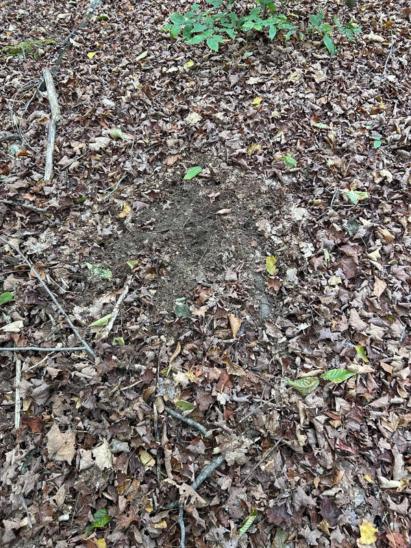 Mock Scrapes & Rattling: How to Trigger Younger Bucks in the Seeking Phase