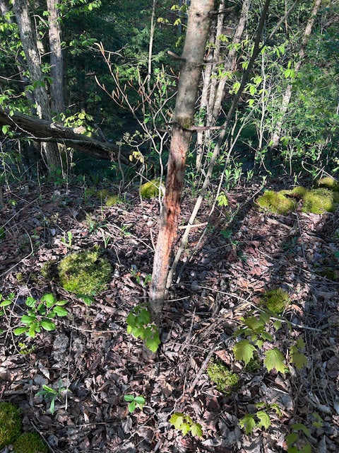 Reading the Lines: Buck Rubs, Core Areas & How to Hunt Them All Season