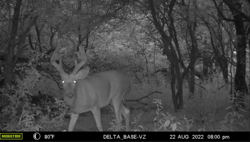Mock the System: How Spring Scouting, Scrapes & Self-Awareness Unlock Fall Whitetail Success