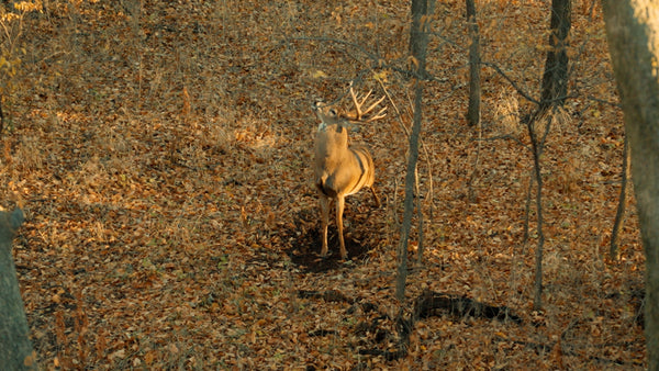 Pre-Rut Power Hours: Why October Is Your Big Buck Window