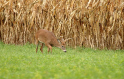 Hunt Whitetails Around Standing Corn — Don’t Wait for the Cut